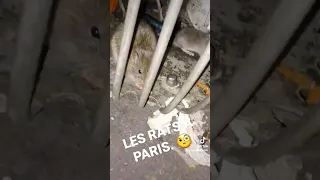 Invasion de rats à Paris.  Paris insalubre !