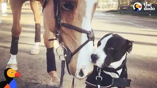 Dog Thinks He's Actually A Horse | The Dodo Odd Couples