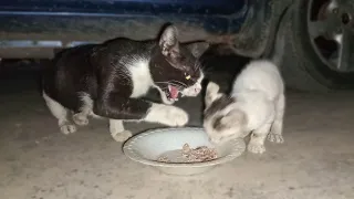 Mother Cat Hisses at her Kittens and hits them to not eat her food