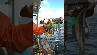Mama’s hungry! Maine lobster fishing!