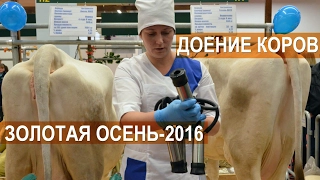 Две техники машинного доения коров. Выставка Золотая Осень-2016