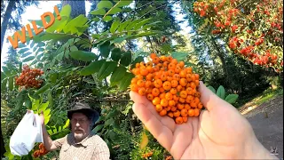 Roadside Foraging in Oregon