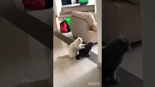 Я включу грустный трек 🐱