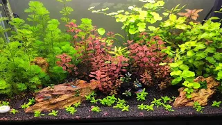 Bitkili Akvaryum Fotosentez-Planted Aquarium  and Photosynthesis