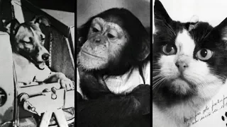 10 Animals That Went to Space