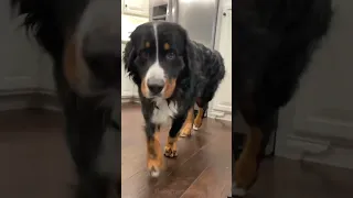 My Dog When Breakfast Is Late 😂 #bernesemountaindog #dog #adorabledog #funnydogvideo