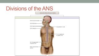 The Autonomic Nervous System