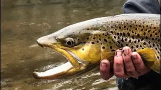 I Caught the fish of a LIFETIME! ( GIANT Michigan stream brown trout) ( not clickbait)