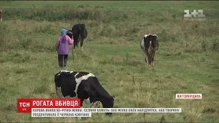 На Житомирщині корова забила рогами до смерті 55-річну жінку
