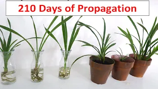 How to Divide and Propagate Cymbidium Orchid in Water and Soil (Care and Maintenance)