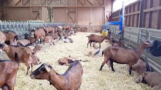 Кормление и питание молочных коз