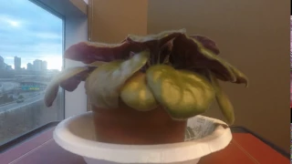 Time lapse: Spying on my African Violet (while I work)