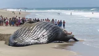 Огромные киты на берегу. Кит взорвался возле людей на улице в городе