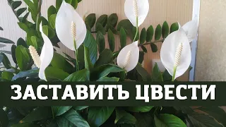 Женское счастье (спатифиллум) заставить цвести