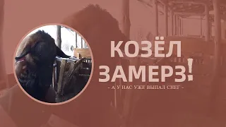 Козел замерз