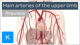 Main arteries of the upper limb (preview) - Human Anatomy | Kenhub