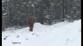 WAS THAT A SASQUATCH at 4 minutes in?