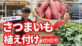 【苗植え】#5 若手さつまいも農家さんに教わる！苗の植え付けのコツ！