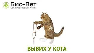 Вывих у Кота - Как Определить и Что Делать // Сеть Ветклиник Био-Вет