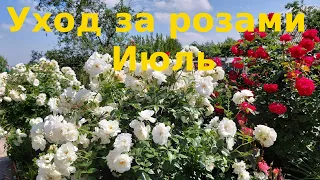 Уход за розами . Июль