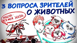 Три вопроса от зрителей — Научпок