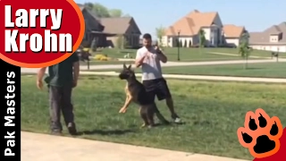 Human Aggressive German Shepherd ATTACKS TRAINER 🔹 Part 2