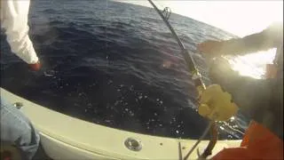 Catching a Hammerhead on the Hooker Electric