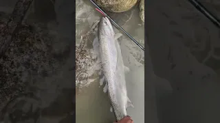 Vedder river steelhead