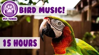 15 hours! How To Calm A Parrot! New Relaxing Music Has Helped Over 4 Million Pets - Pet Therapy