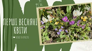 Перші ВЕСНЯНІ квіти в дворі