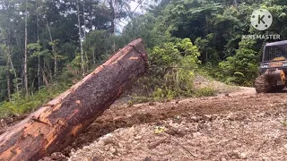 This is expensive logwood being pulled by a Bulldozer D68ess