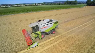Getreideernte 2020: CLAAS Lexion 520 im Weizen