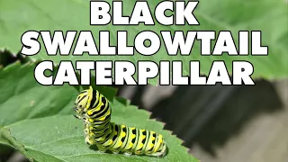 Meet The Black Swallowtail Caterpillar