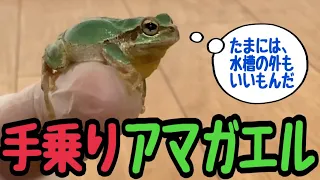 【手乗りアマガエル】カエルを飼育しているからこその触れ合い💕 餌付けのカワイイしぐさを堪能できますが、注意点も……⚠️