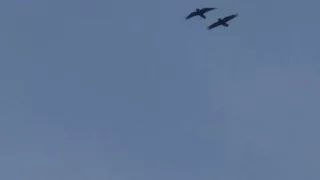 cuatro cuervos volando