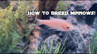 How To Breed Rosy Red Minnows | Breeding Guide