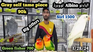 canal bird market latest price update 2024. Muddasir birds