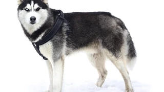 Шторм ( хаски ) и свежий снежок