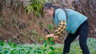 After the tofu is fermented, it is made into Chinese food | Wild girl food