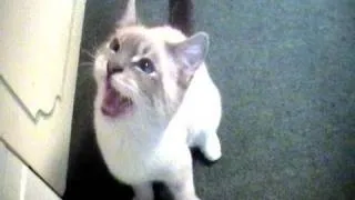Talking Kitty Cat 10 - Help Todd