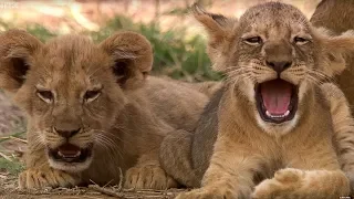 Cutest 6 Week Old Lion Cub! | This Wild Life | BBC Earth