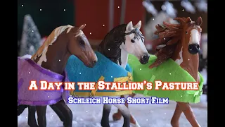 A Day in the Stallion's Pasture - Schleich Horse Short Film