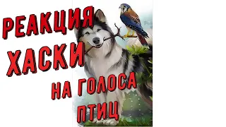 Реакция Хаски на голоса Птиц | Записки от хаски