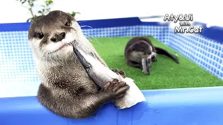 Lovely otters eating seafood [Otter Life Day 748]