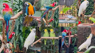 Exotic Birds at Queen Elizabeth Park 🇨🇦  The Bloedel Conservatory in Queen Elizabeth Park Vancouver