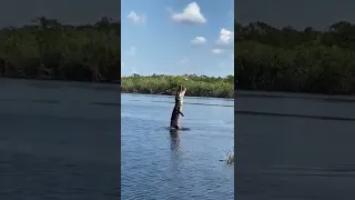 Crocodile with drone | Bolgoda Lake | Western Sri Lanka