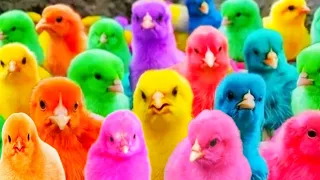 Catch Cute Chickens, Colorful Chickens, Rainbow Chicken, Rabbits, Cute Cats, Ducks, Animals Cute319