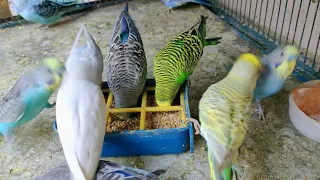 "Budgie Talking Compilation: Hilarious and Adorable Moments"  / Parrots Aviary Farm