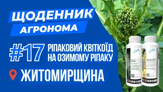 РІПАКОВИЙ КВІТКОЇД НА ОЗИМОМУ РІПАКУ /ЖИТОМИРЩИНА/ Вносимо пестициди на озимі/ ЩОДЕННИК АГРОНОМА #17