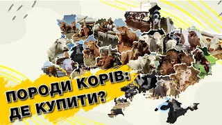 Де купити молочно-м'ясні породи корів в Україні? Голштинська, Симентальська та інші | Куркуль